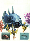 Mysteries And Marvels Of The Ocean